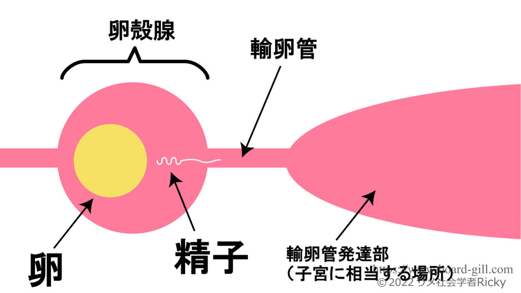 卵殻腺と卵と精子イメージ図