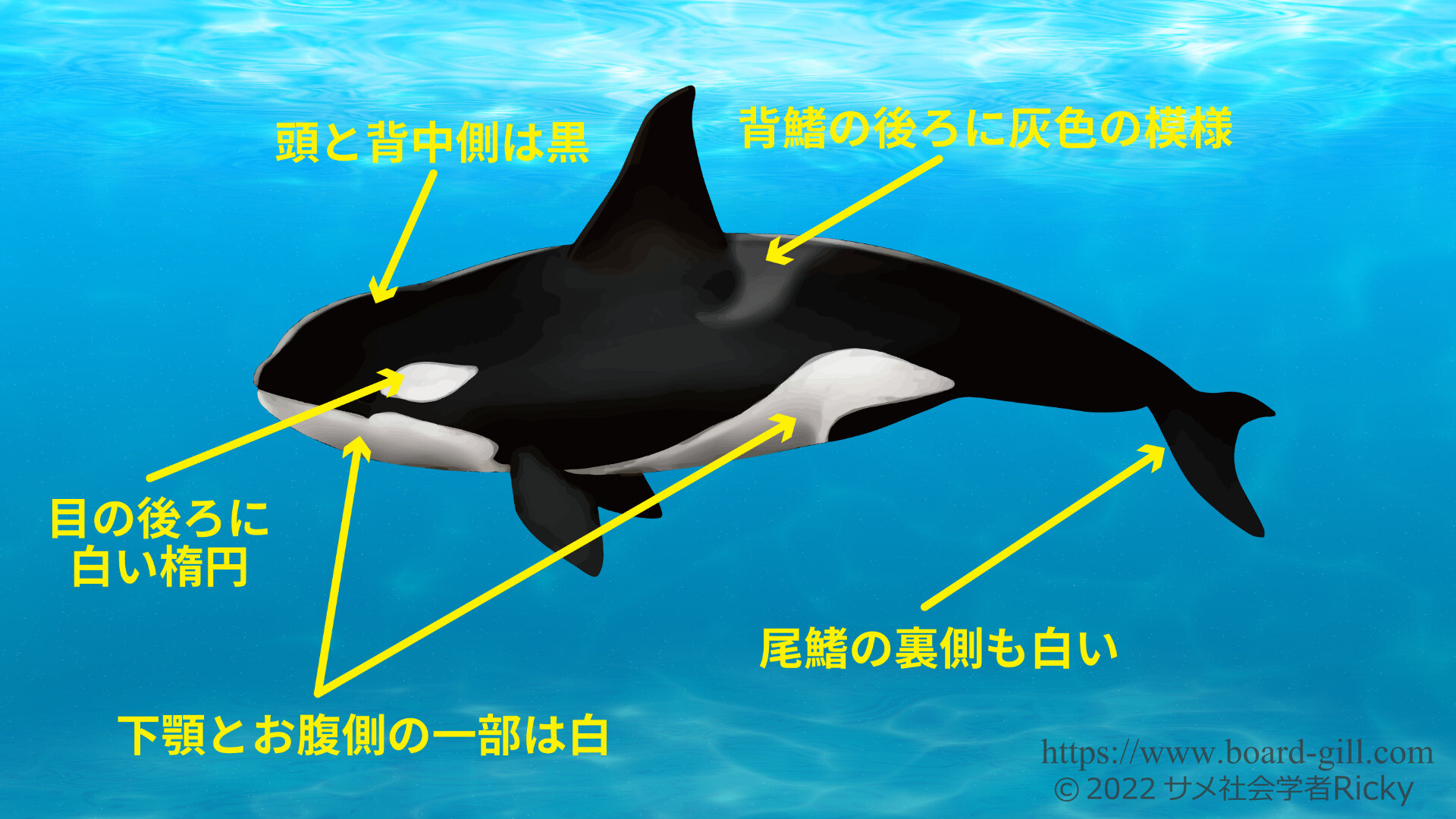 ホホジロザメVSシャチの壮絶バトル？海のハンター最強はどちらなのか？違いや共通点を徹底比較！ | Board-Gill