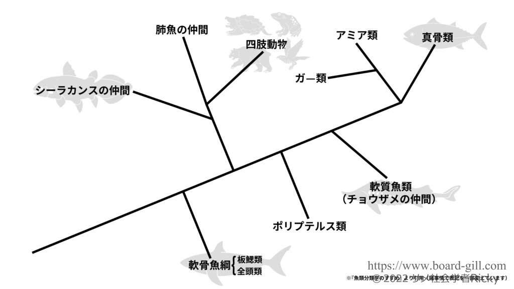 脊椎動物進化のイメージ図