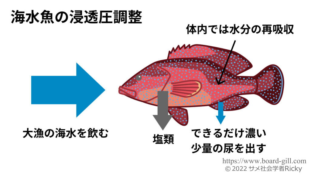 海水魚の浸透圧調節イメージ