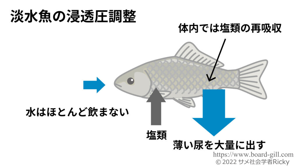 淡水魚の浸透圧調節