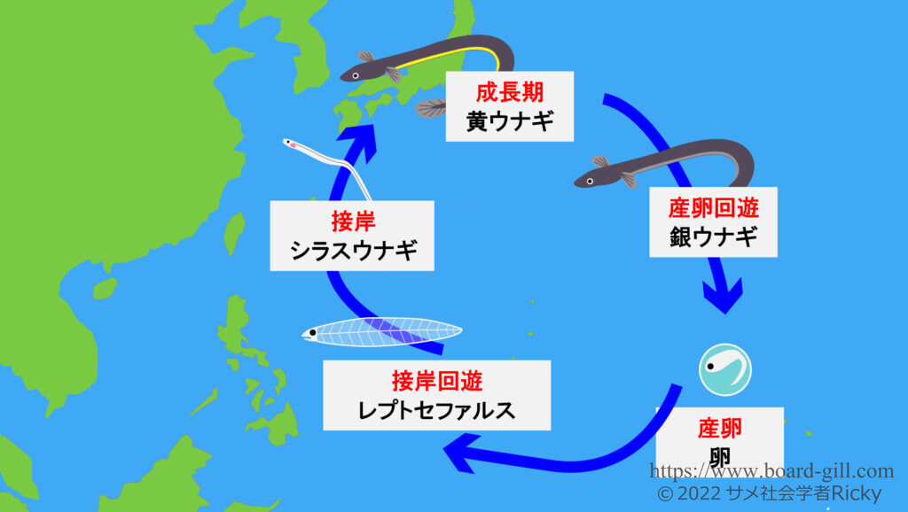 ニホンウナギの回遊イメージ