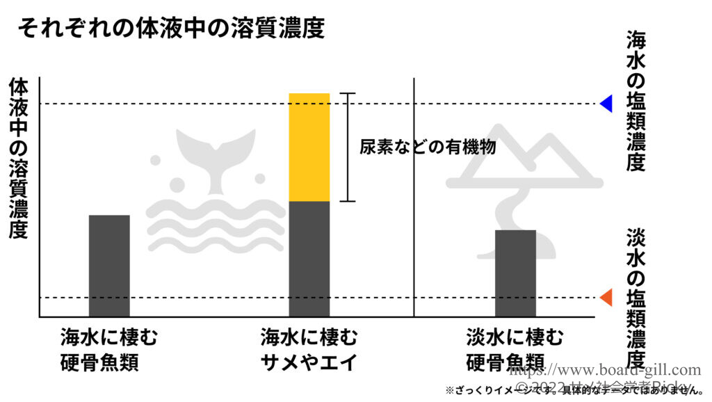 硬骨魚と軟骨魚の浸透圧調整イメージ