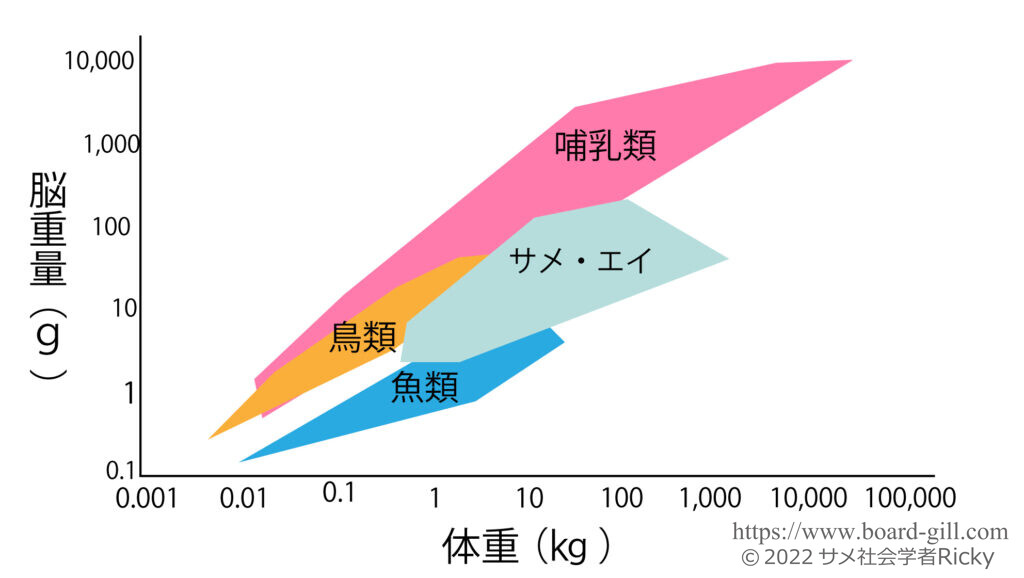 他の生物群と比較したサメの脳重量