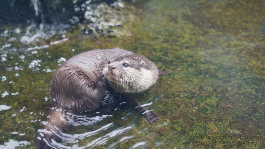 コツメカワウソ