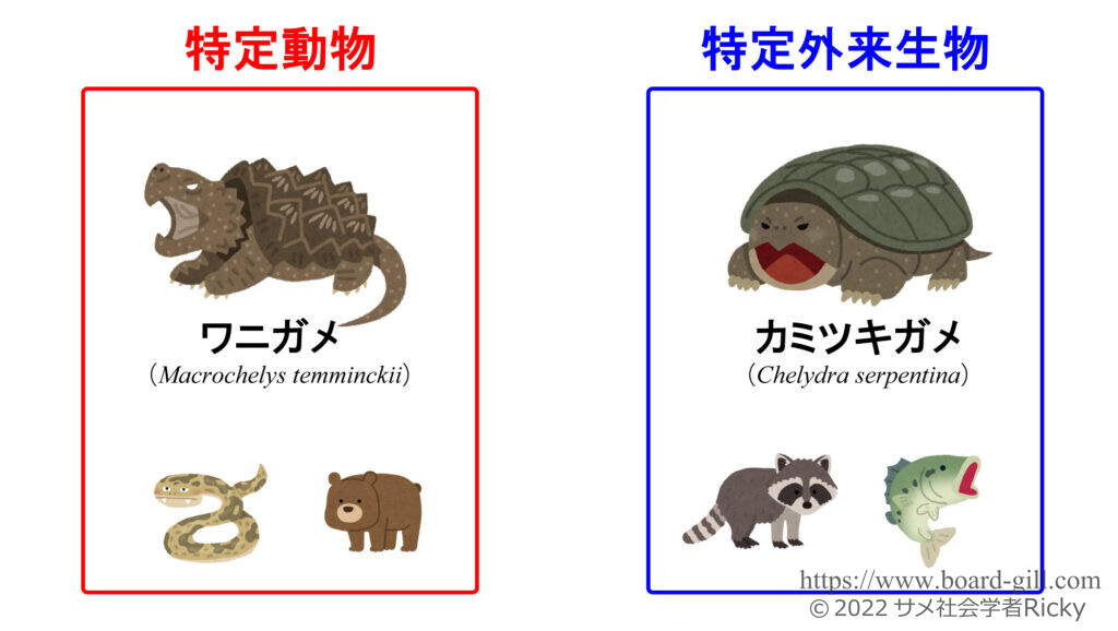 ワニガメとカミツキガメの法規制の違い