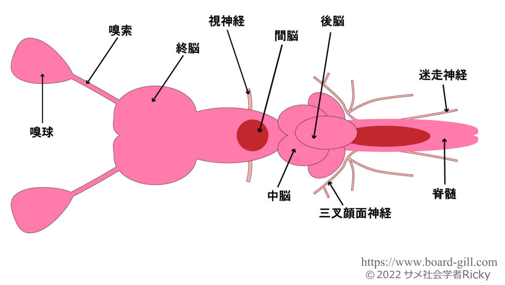 サメの脳図解