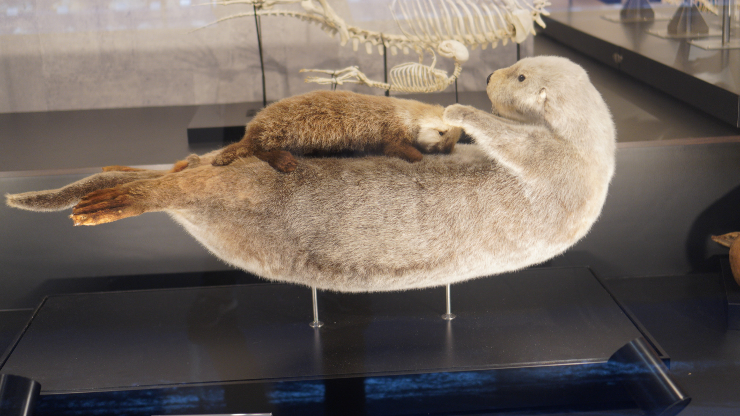 水族館でラッコはもう見られない 可愛すぎるラッコ展示と国内繁殖の問題を解説 北海道の野生ラッコは希望なのか Board Gill