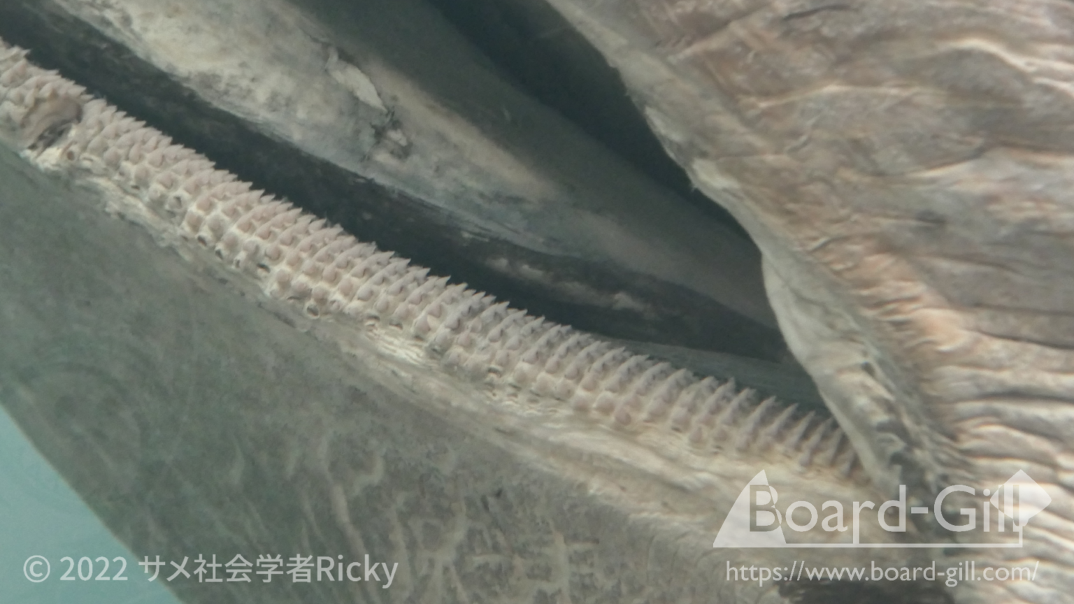 世界で二番目に大きな巨大ザメ!ウバザメを解説!危険なサメ?日光浴する?冬眠する?巷の噂を一気に解決! | Board-Gill