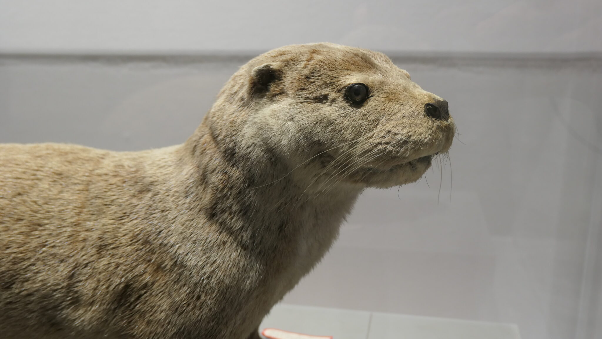 ニホンカワウソは何故絶滅したのか?特徴や分類の問題、絶滅の経緯から生き残り説まで徹底解説! | Board-Gill