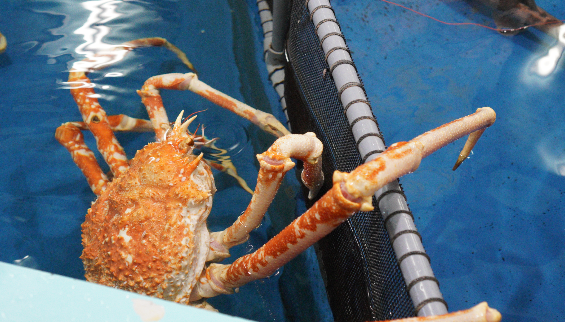 竹島水族館 海洋生物觸手可及的觸摸池！