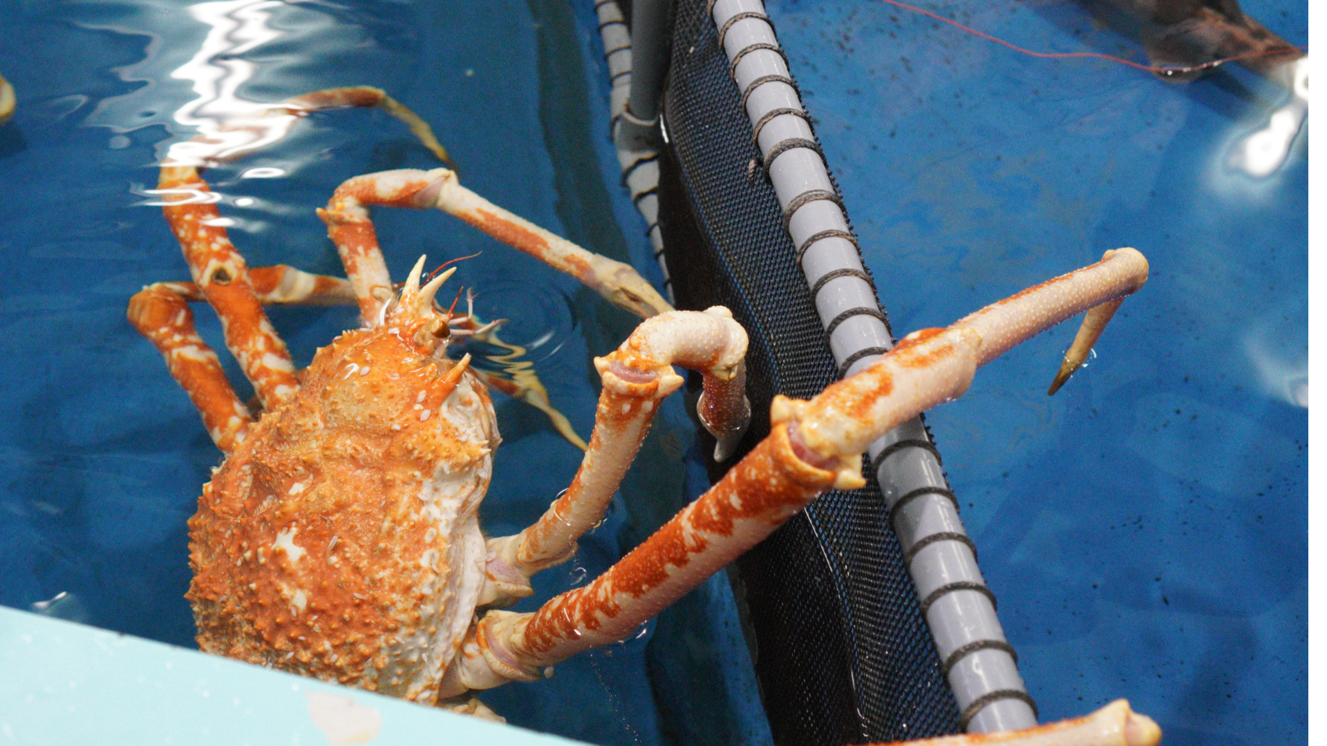 蒲郡市竹島水族館 海洋生物と触れ合えずタッチプール！