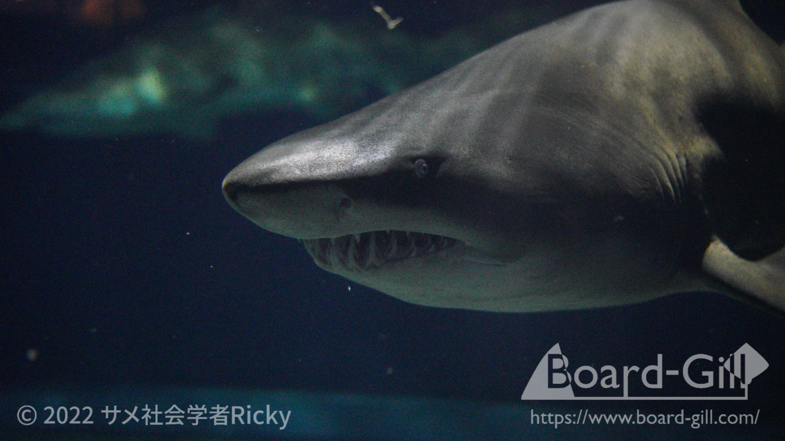全国の水族館でよく見るサメ12選！特徴や魅力、オススメの水族館を解説！ | Board-Gill
