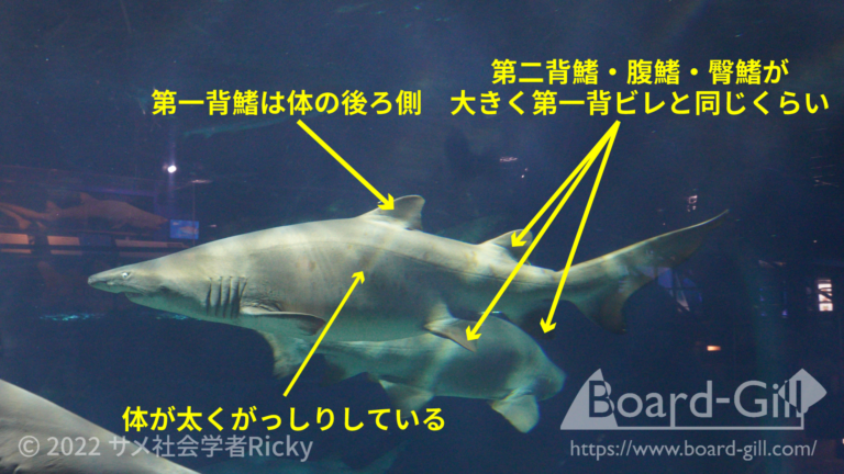 全国の水族館でよく見るサメ12選！特徴や魅力、オススメの水族館を解説！ | Board-Gill