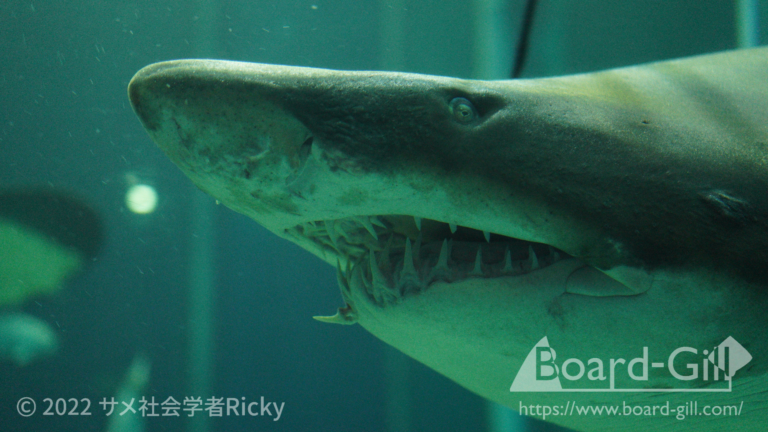 全国の水族館でよく見るサメ12選！特徴や魅力、オススメの水族館を解説！ | Board-Gill