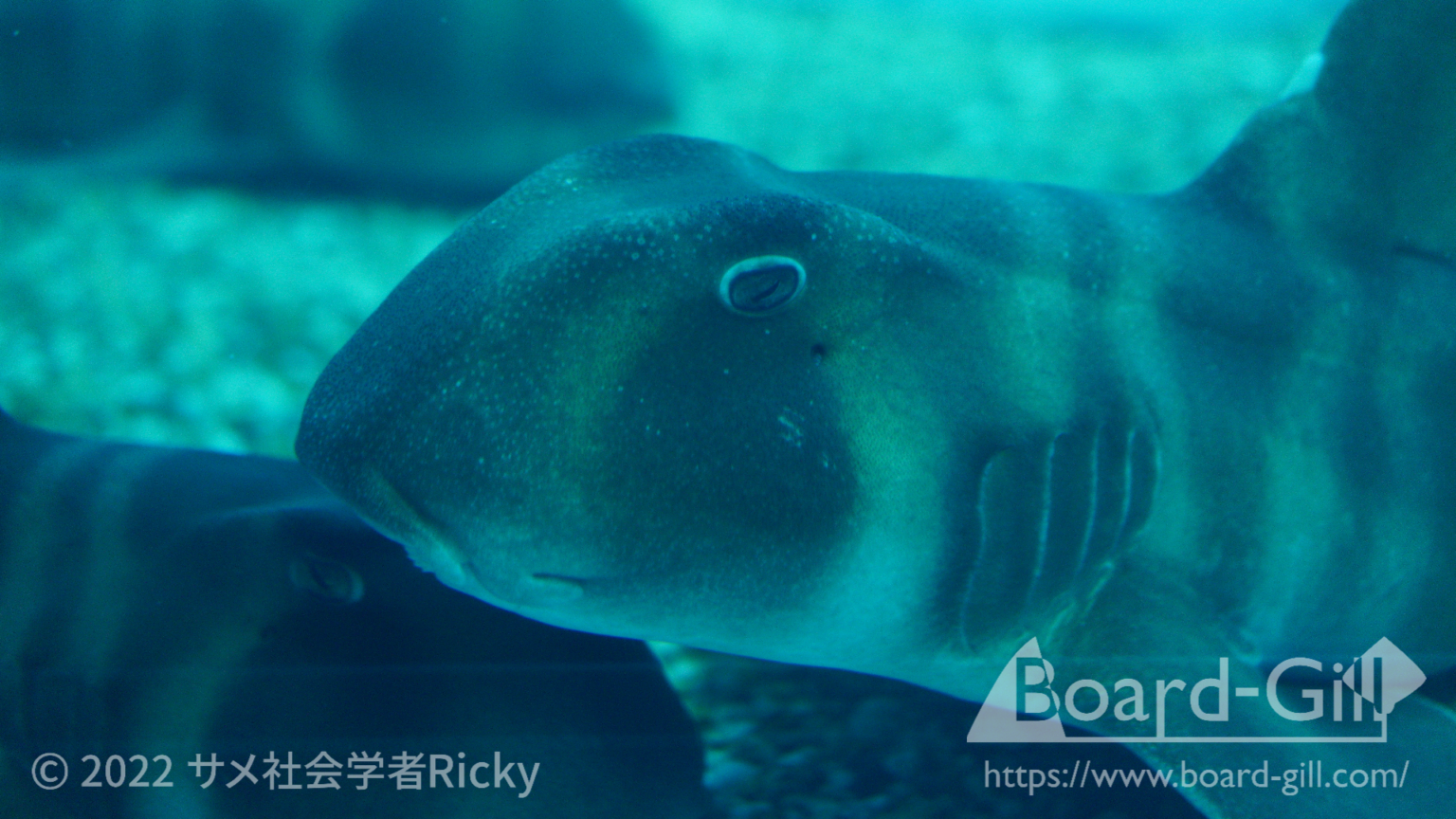 全国の水族館でよく見るサメ12選！特徴や魅力、オススメの水族館を解説！ | Board-Gill