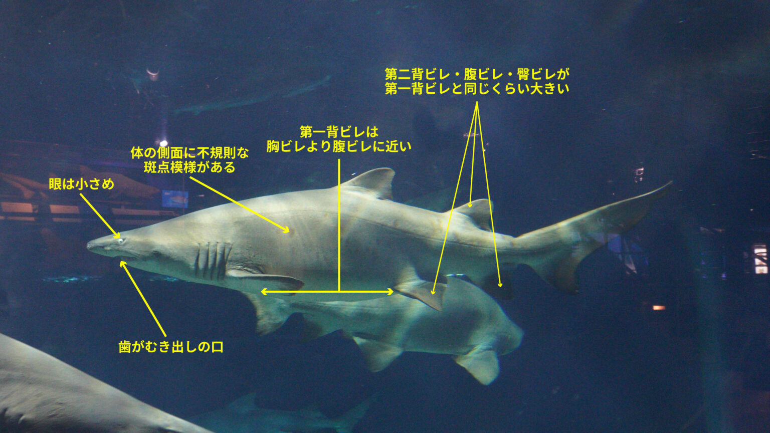 【BGサメ図鑑】シロワニ Carcharias taurus | Board-Gill