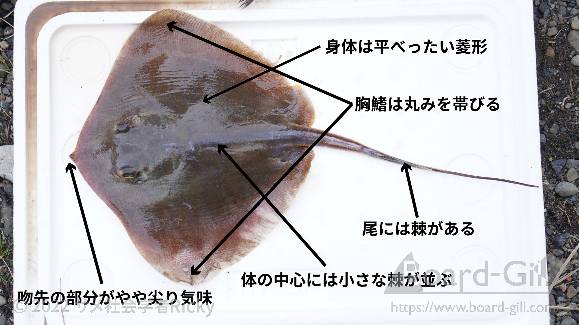 アカエイ 繁殖生態 – アカエイ 見分け方 _ アカエイ科|海の生物図鑑 – DWIVEO