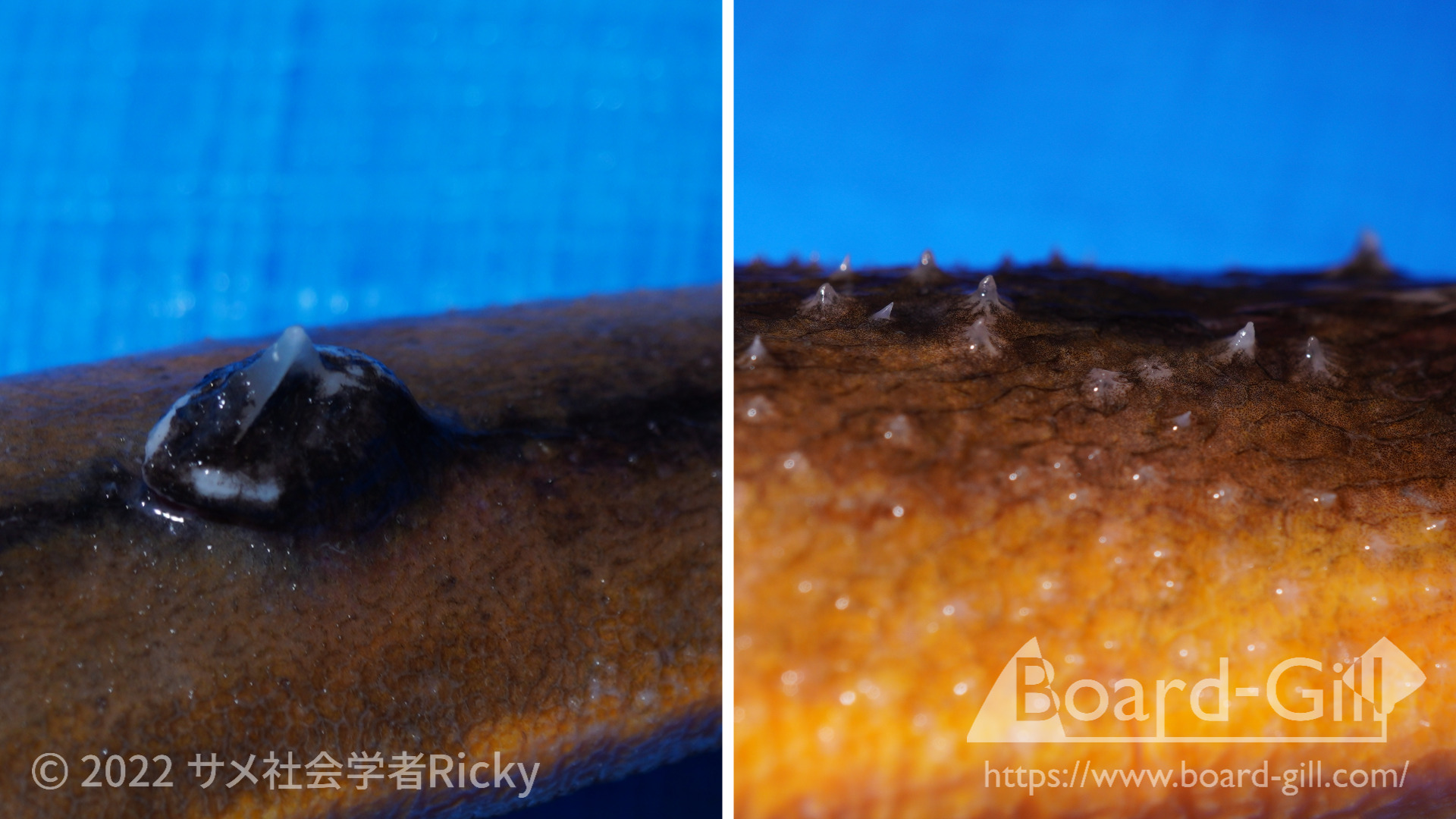 【猛毒】アカエイの毒針に刺されたら・・?釣ったエイの針は折るべき?サメより怖い危険生物との向き合い方について【アカエイ解説後編 ...