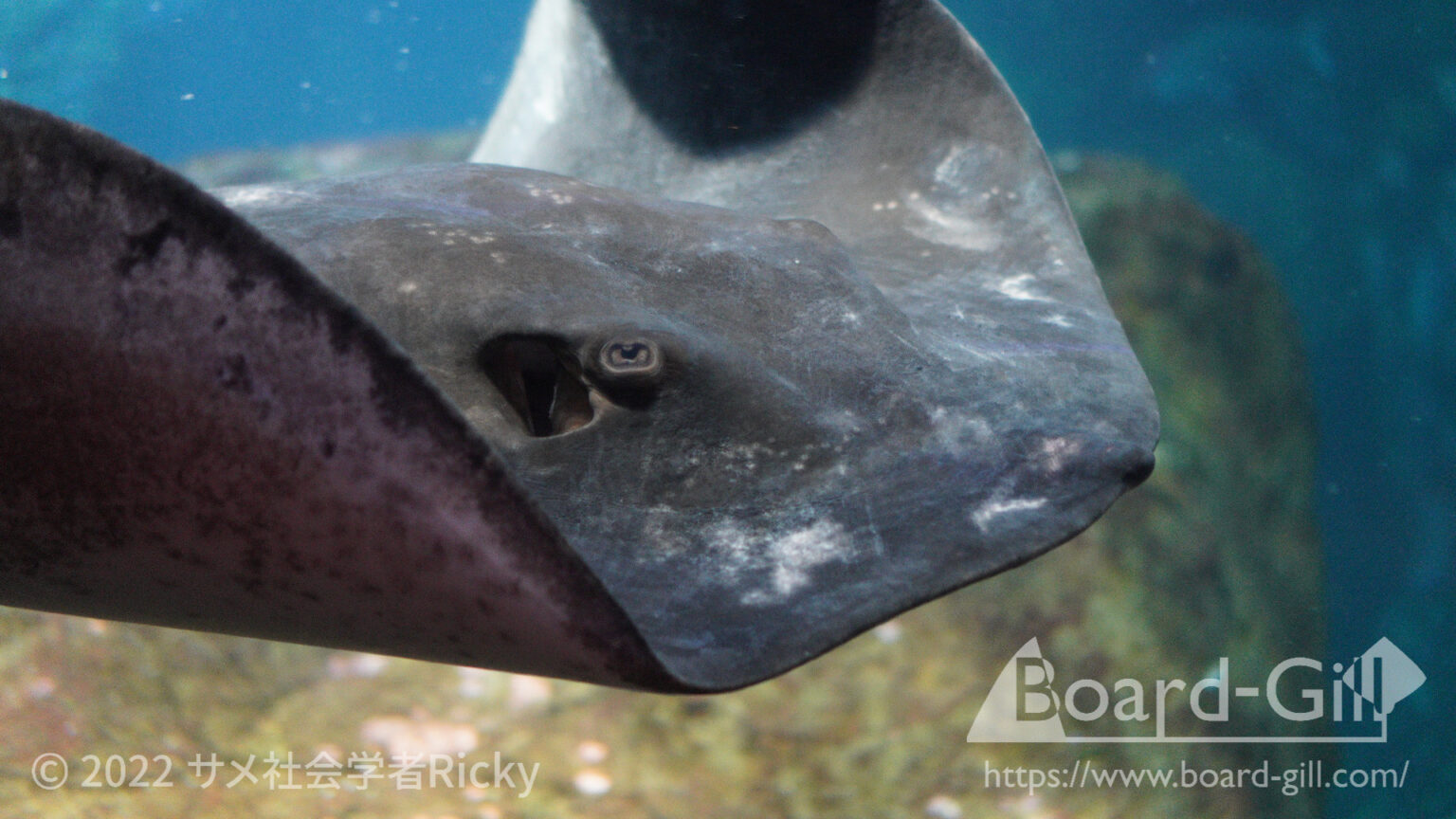 【猛毒】アカエイの毒針に刺されたら・・?釣ったエイの針は折るべき?サメより怖い危険生物との向き合い方について【アカエイ解説後編 ...