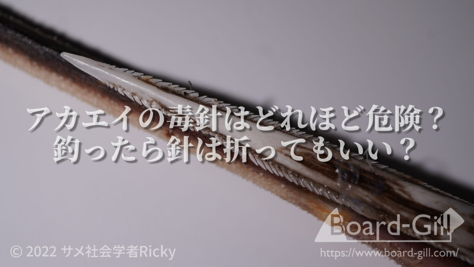 【猛毒】アカエイの毒針に刺されたら・・?釣ったエイの針は折るべき?サメより怖い危険生物との向き合い方について【アカエイ解説後編 ...