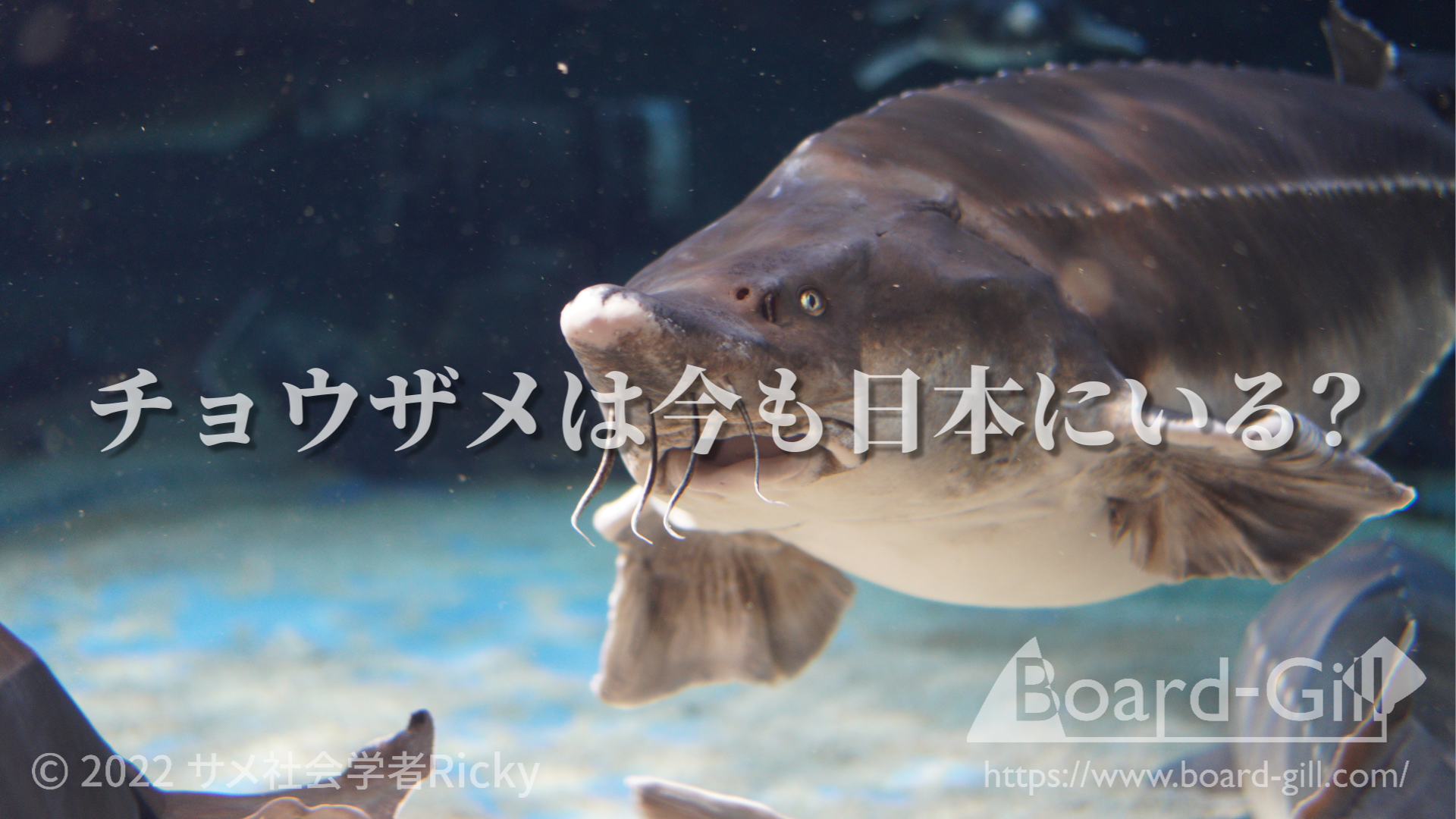 チョウザメが今も日本にいるかどうかについて解説した記事サムネイル
