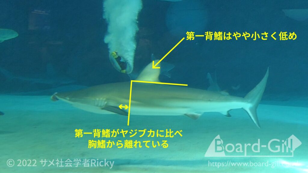 ドタブカの特徴