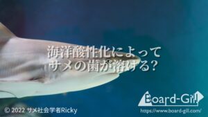 海洋酸性化のサメへの影響海洋酸性化でサメの歯が溶ける？地球温暖化